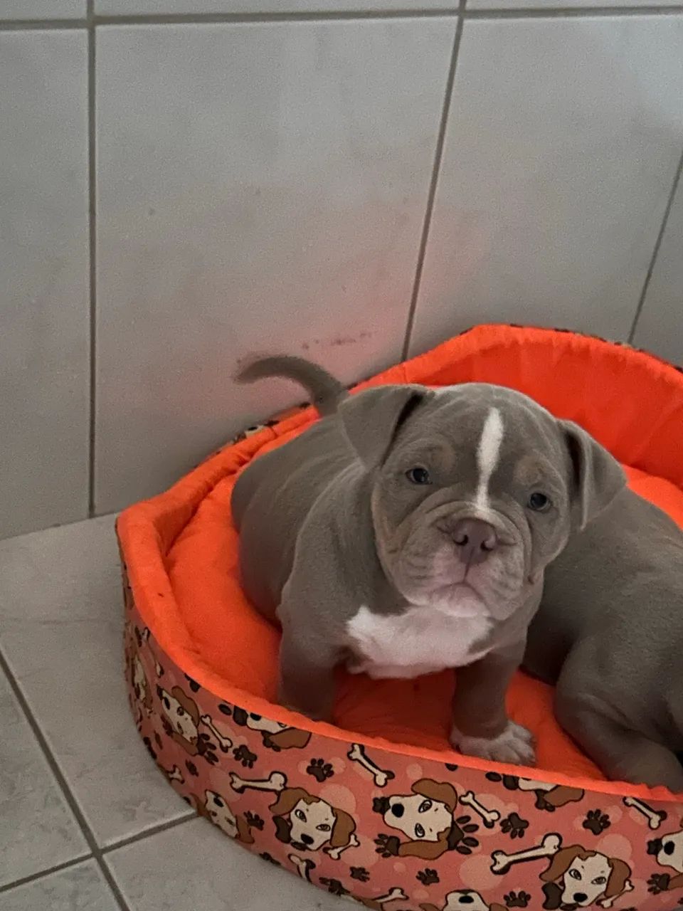 Lindo american bully  - Foto 2