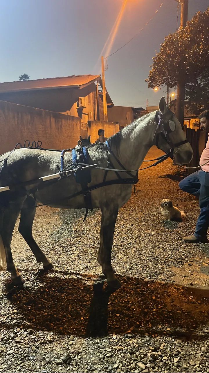 Cavalo a venda  - Foto 3