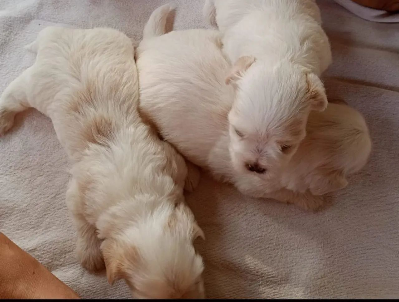 Filhotes lhasa apso - Foto 2