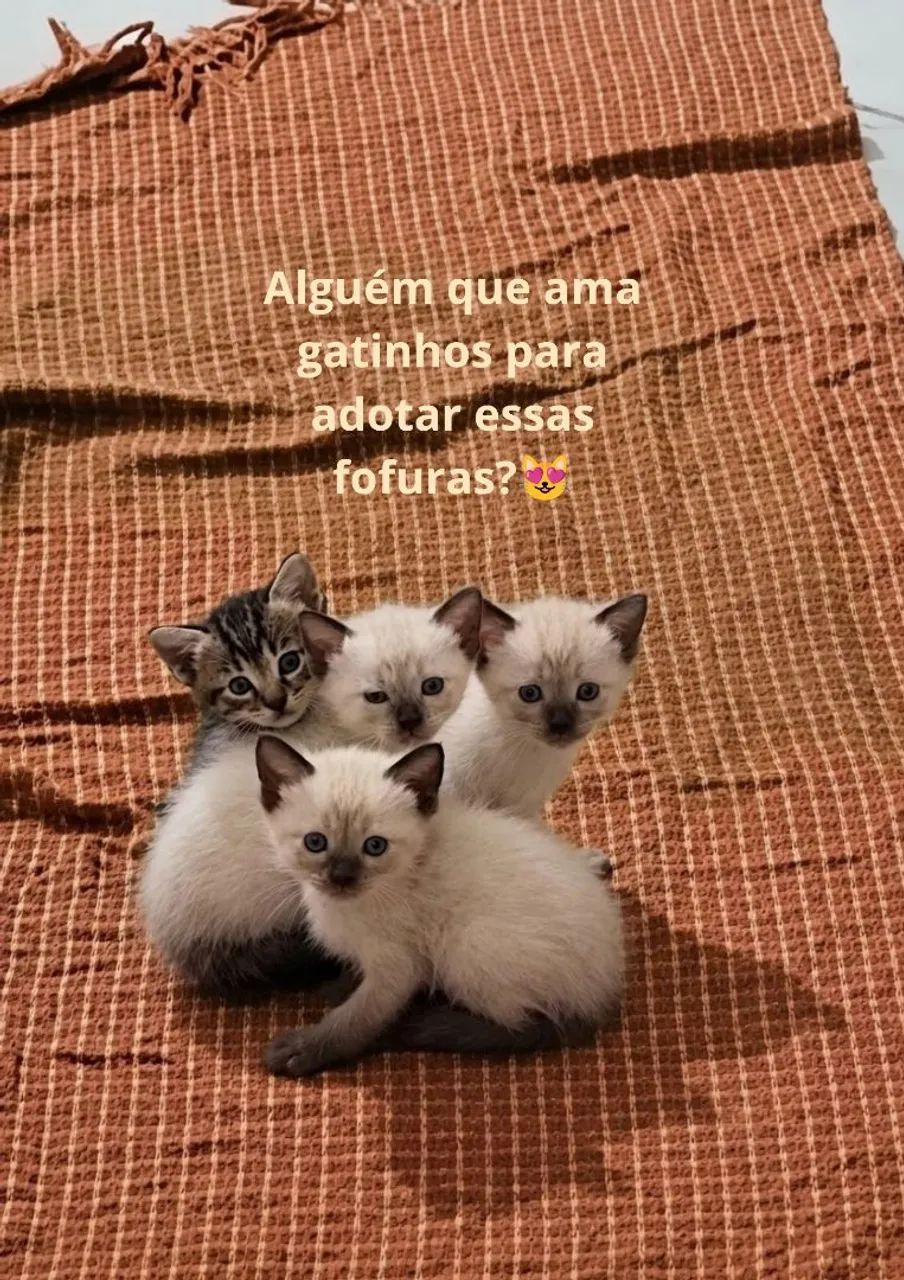 Gatinhos para doação