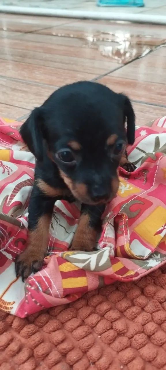 Rottweiler e Pincher  - Foto 2