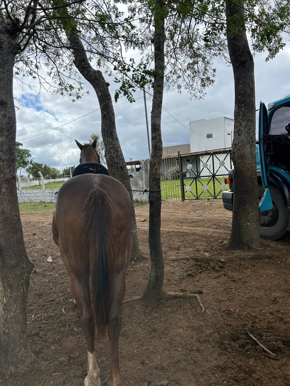 Égua quarto de milha - Foto 6