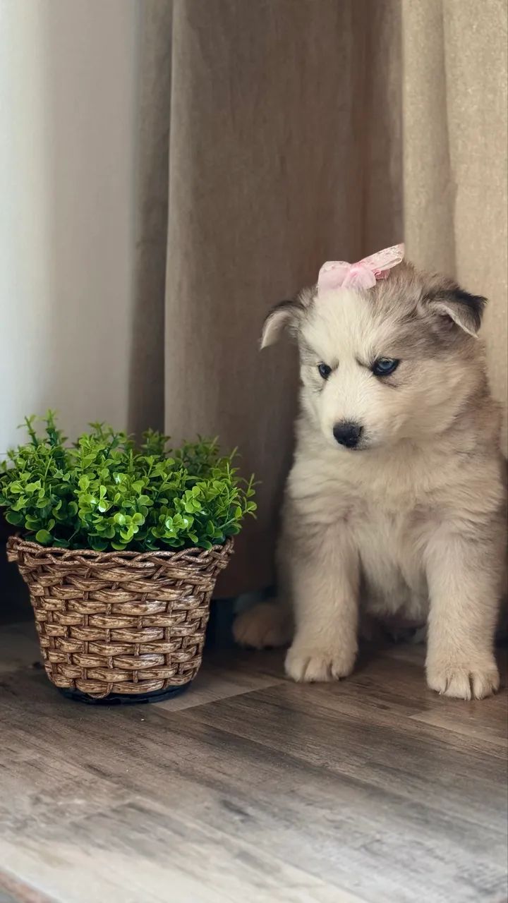 Husky siberiano Fêmea  - Foto 2