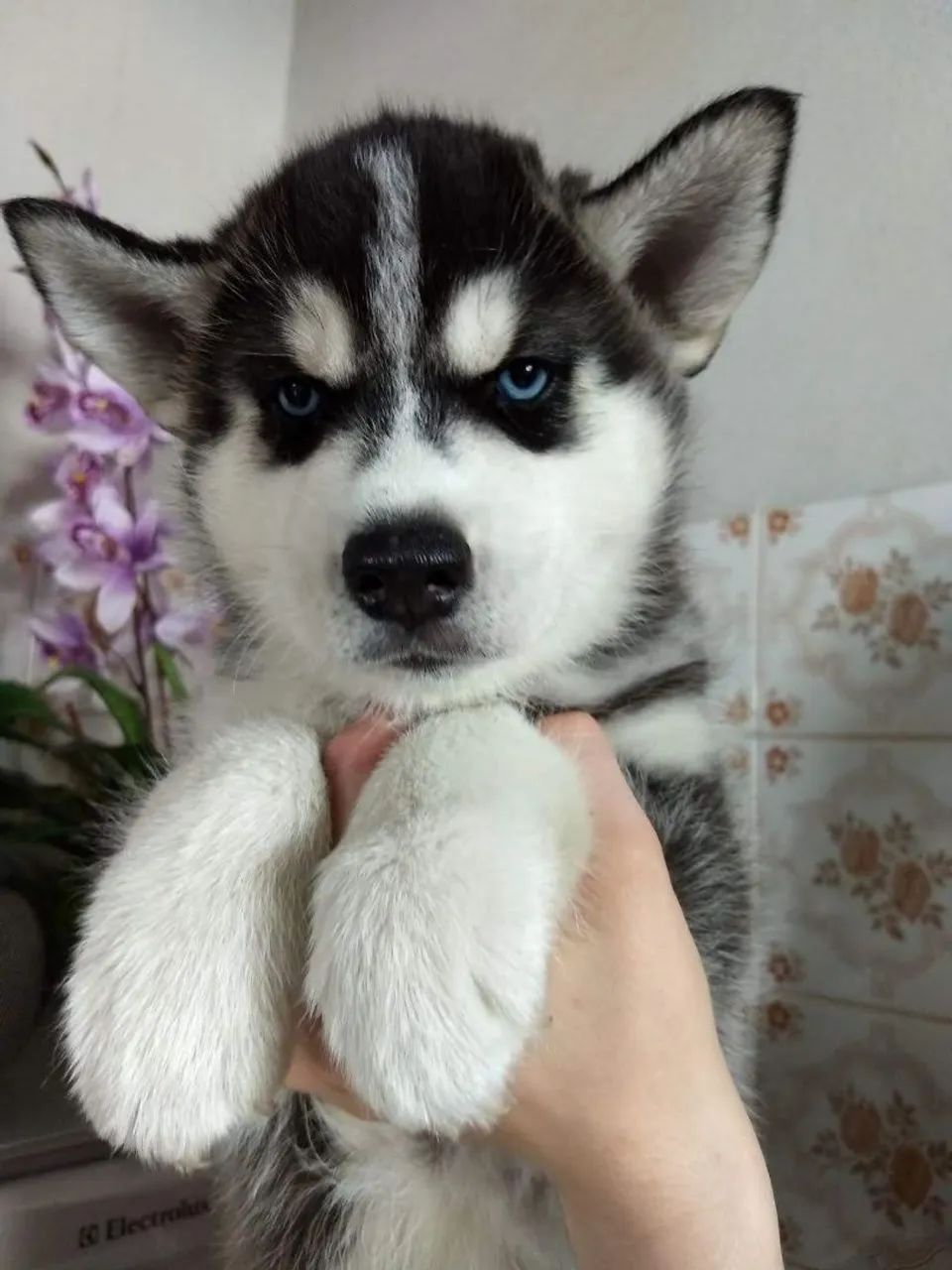 Husky macho filhote 
