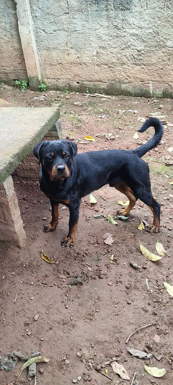 Rottweiler 
