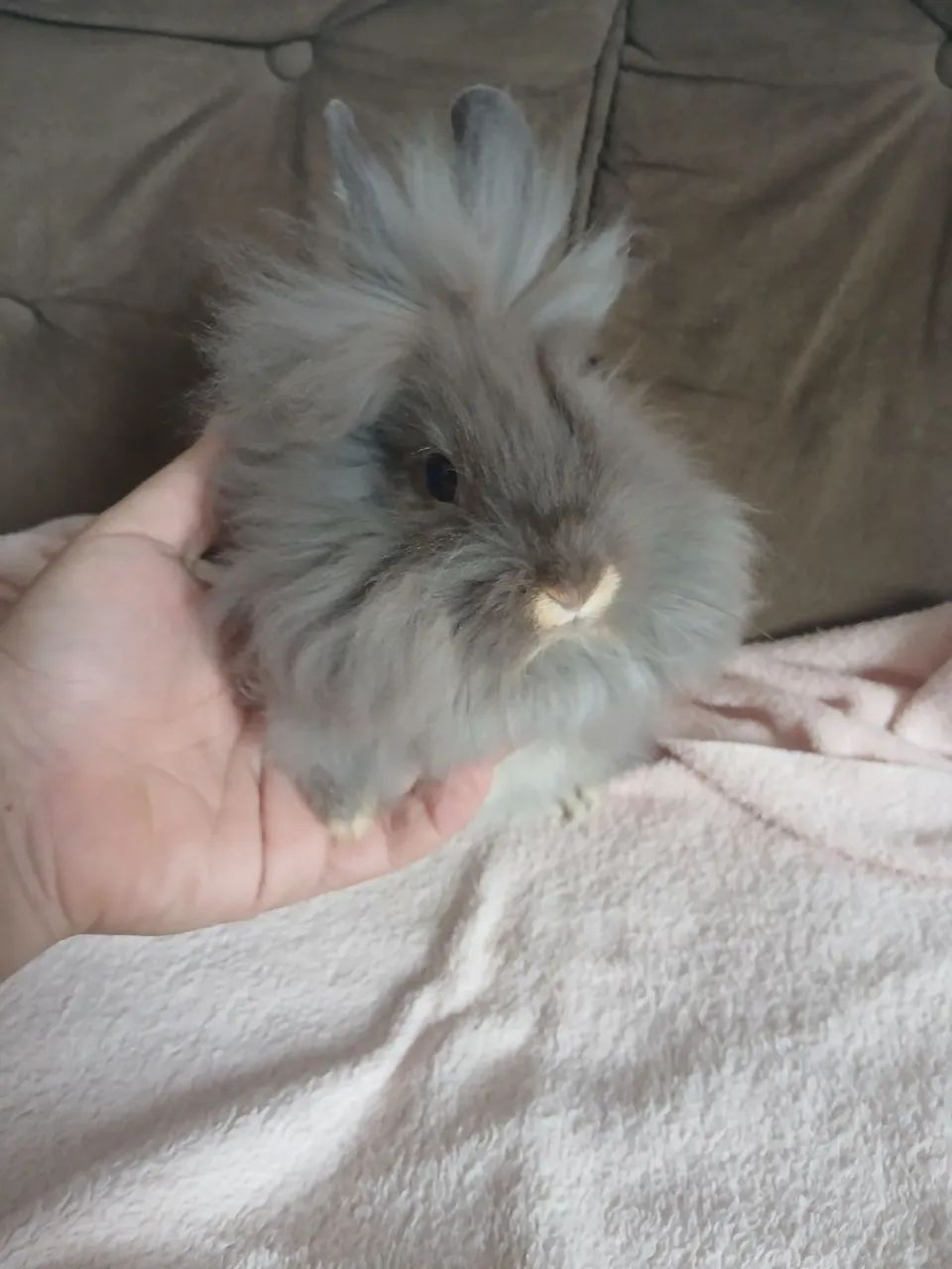 Coelho Mini Lion 