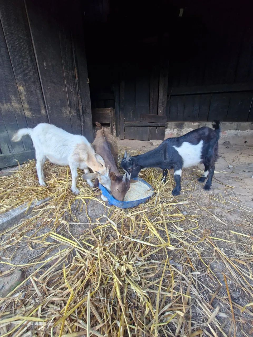 Mini cabra - Foto 3
