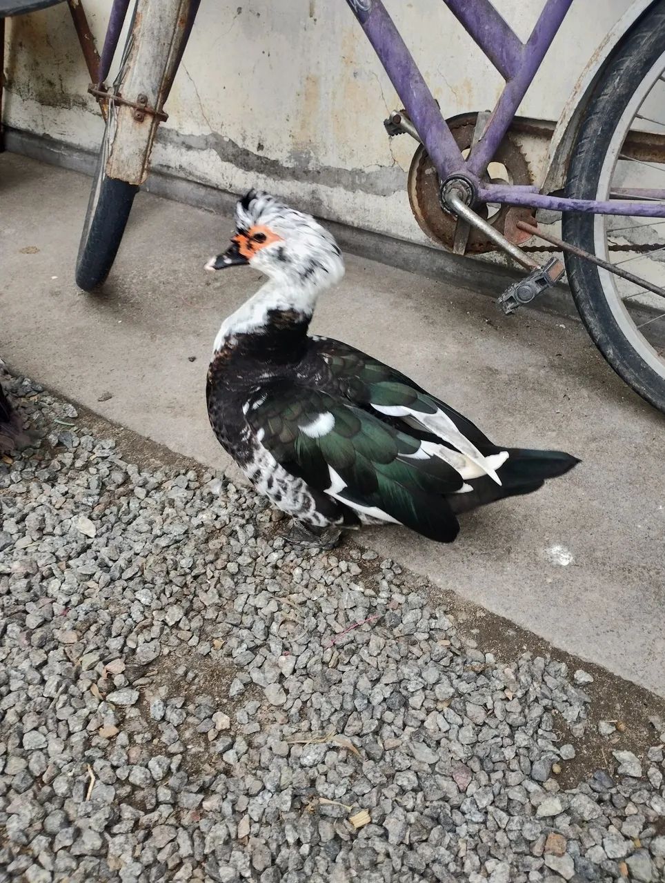 Patos - Foto 2