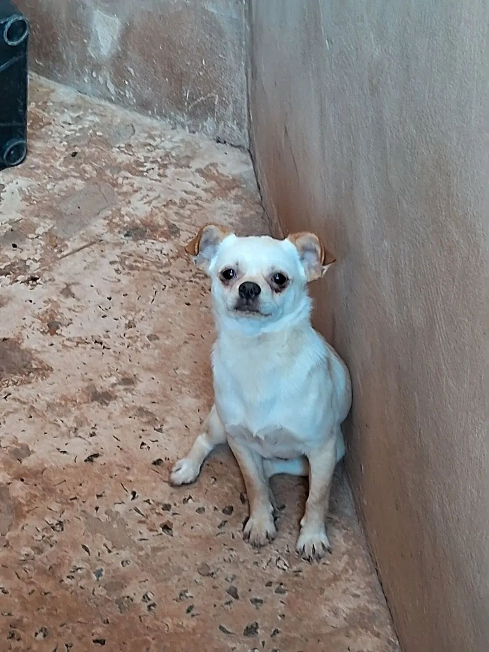 Cachorro com quase 1 ano - Foto 2