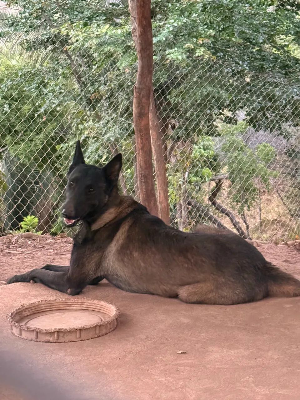 Pastor malinois - Foto 2