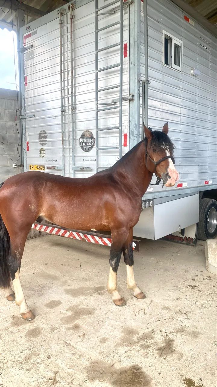 Vendo cavalo criolo - Foto 4