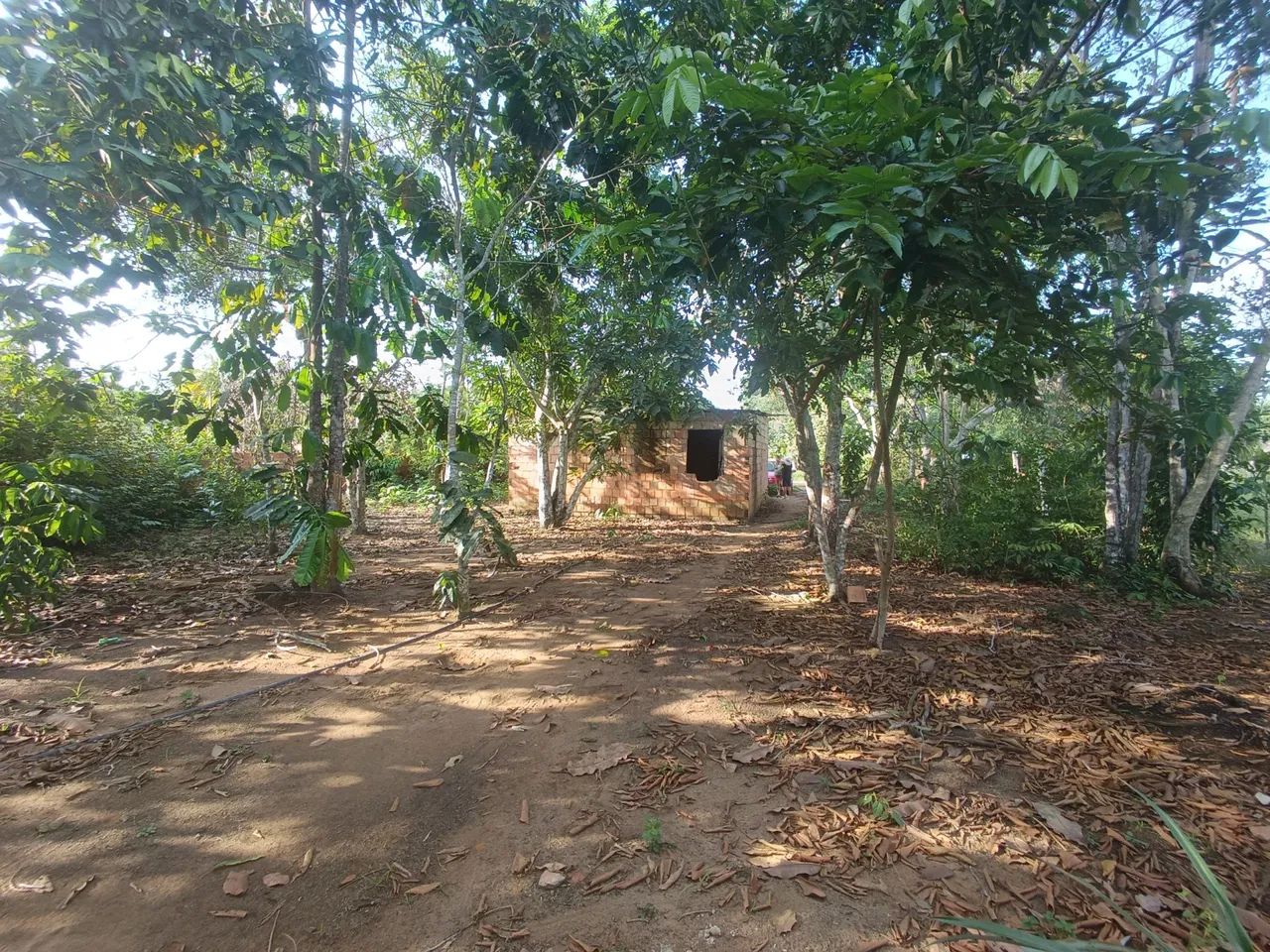 //Lote com 800 M2 em Açutuba  - Foto 3