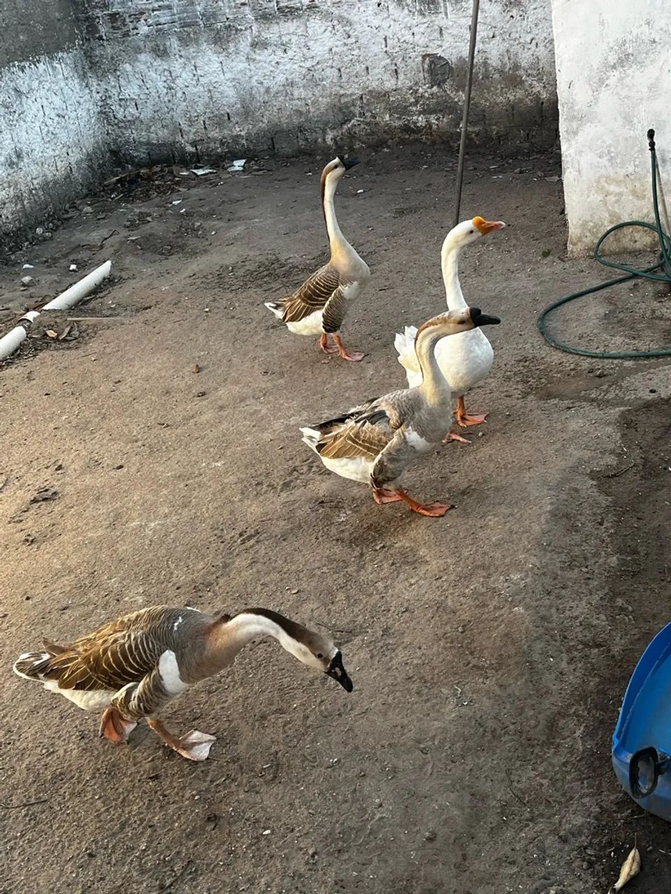 Gansos africanos  - Foto 3