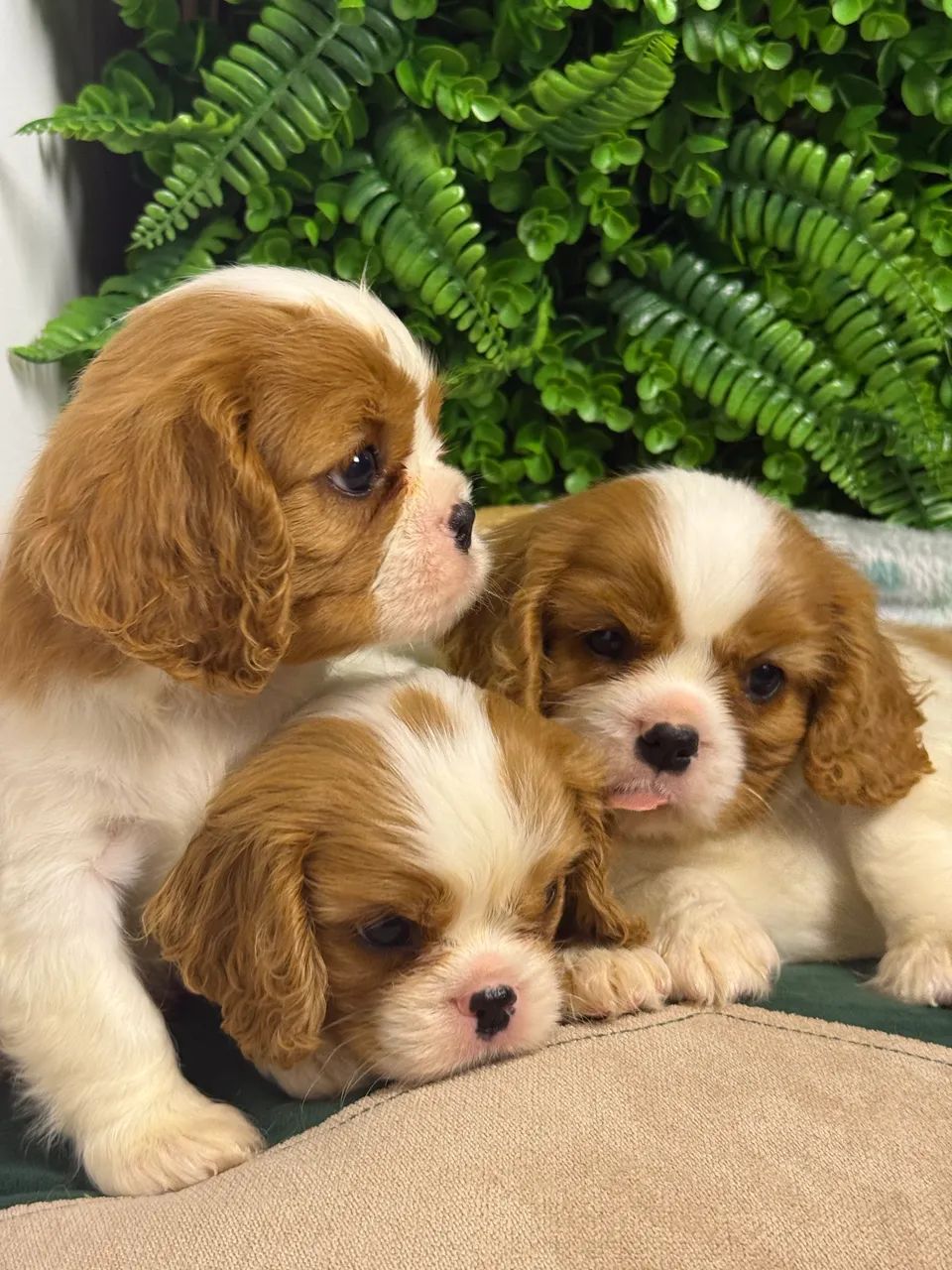 Cavalier King Charles Spaniel - Foto 3