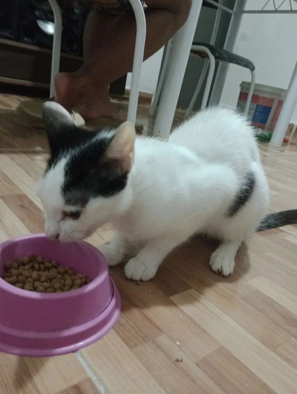 Adoção Responsável  - Foto 5