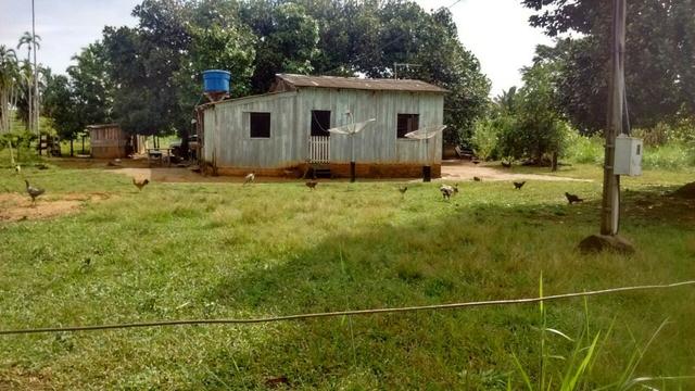 Fazenda 250hectares (pra vender urgente) - Foto 10