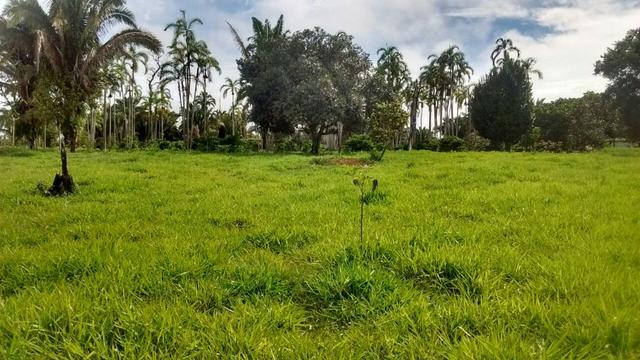Fazenda 250hectares (pra vender urgente) - Foto 7