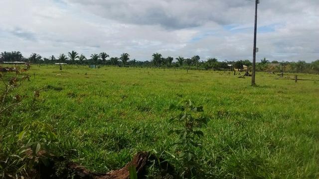 Fazenda 250hectares (pra vender urgente) - Foto 5