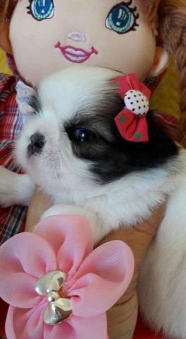 Shih Tzu