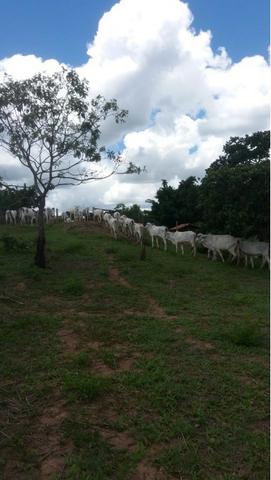 Fazenda 88,16 Alq - Venda ou Troca - UNAI - MG - Foto 19
