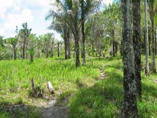 Fazenda para venda em camamu, tapuía - Foto 14