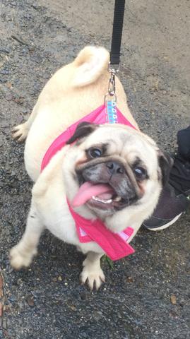 Filhotes de pug com pedigree!