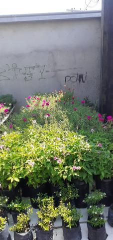 Plantas - Foto 5