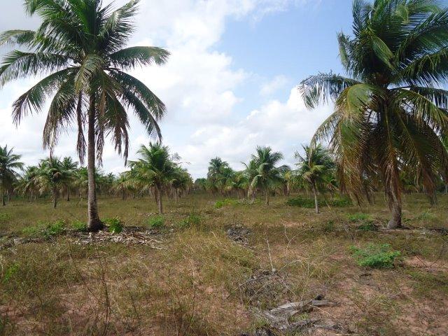 Vendo Granja em Touros-49 hectares-Escritura Publica-1500 pé de Coqueiros-Pau-Caju - Foto 12