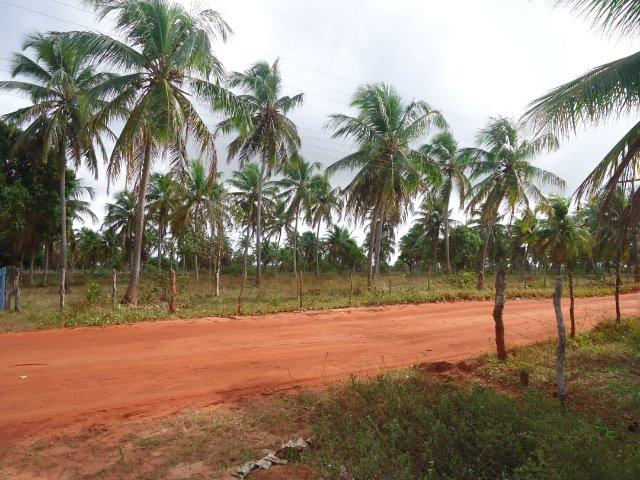 Vendo Granja em Touros-49 hectares-Escritura Publica-1500 pé de Coqueiros-Pau-Caju - Foto 15
