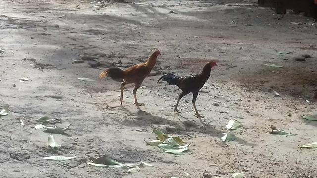Frangos caipira
