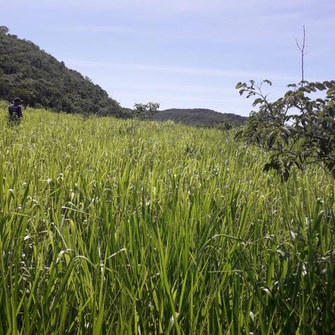 Fazenda Sítio Chácara Lote Terreno - Foto 2