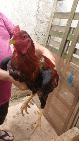 Galo índio gigante