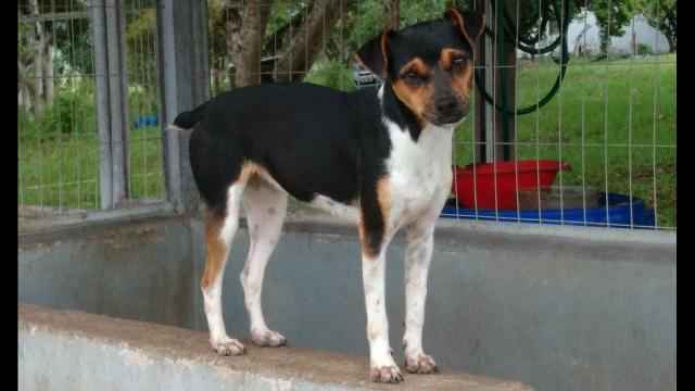 Fox paulistinha - Foto 5