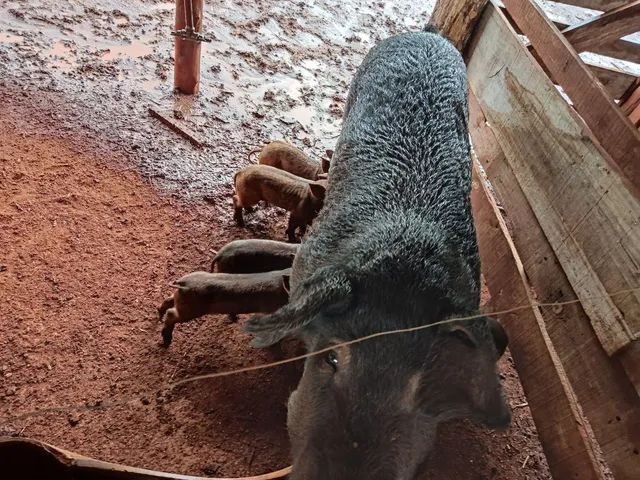 Vendo sítio em Santa Lúcia  - Foto 6