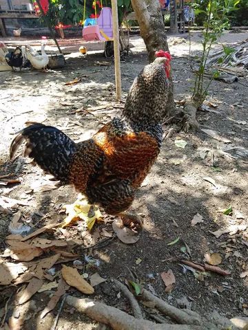 2 Galos
