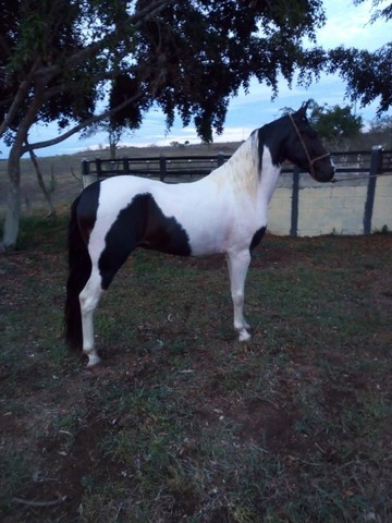 Cavalo pampa de preto registrado no mangalarga 