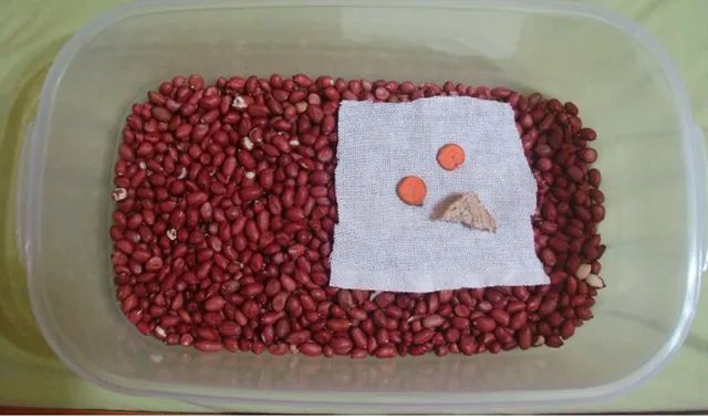 Larvas de besouros - Foto 4