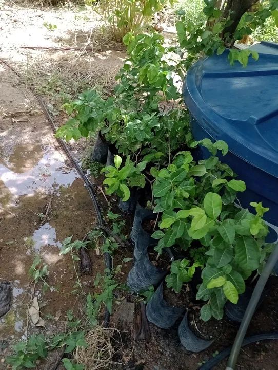  Vende se mudas frutíferas  - Foto 2