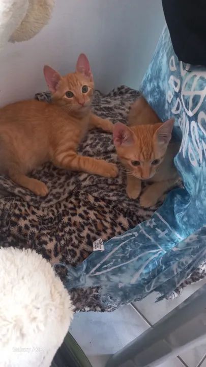 Gatinhos doação responsável. 