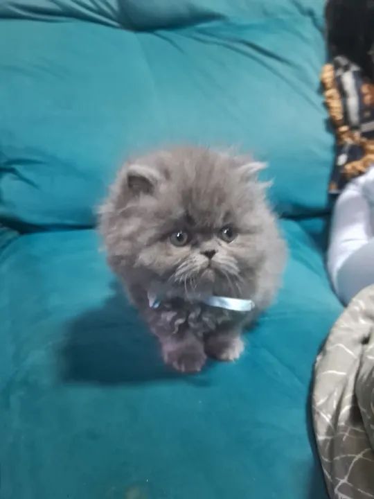 Persa cinza - Foto 5