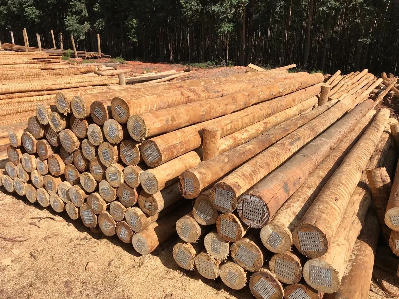 Eucalipto tratado cloeziana - Foto 4