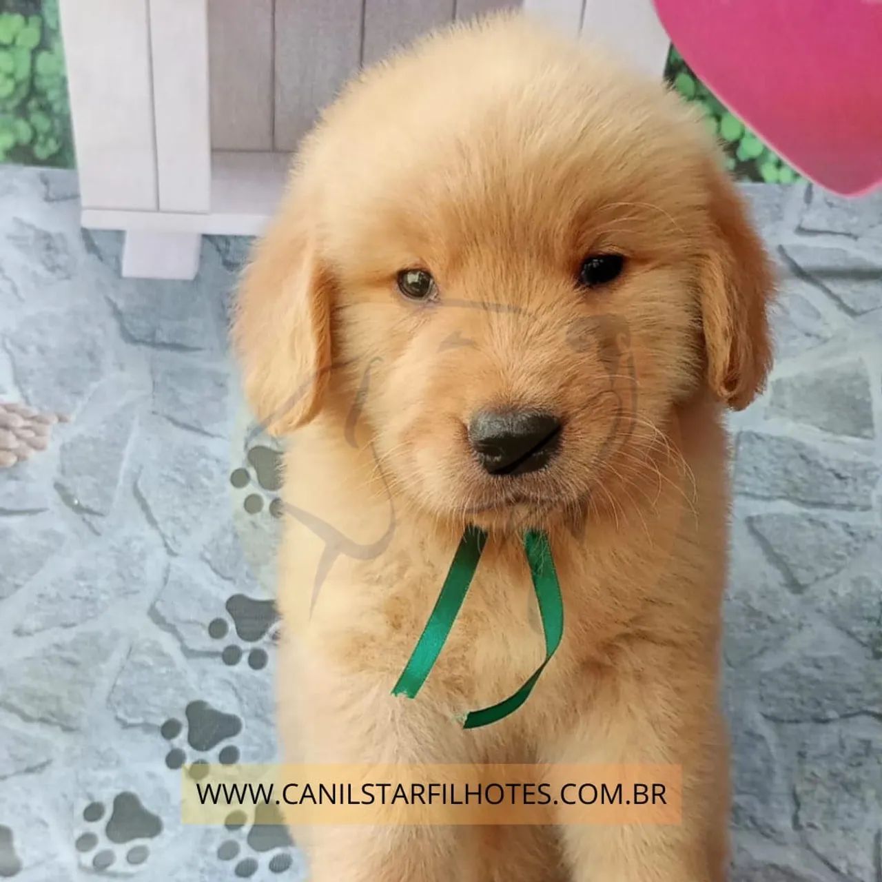    Filhotes de Golden Retriever Macho e Fêmea - Pronta entrega com Vacina Pedigree Exame - Foto 4