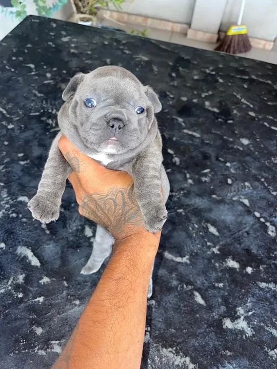 Bulldog francês blue  - Foto 2
