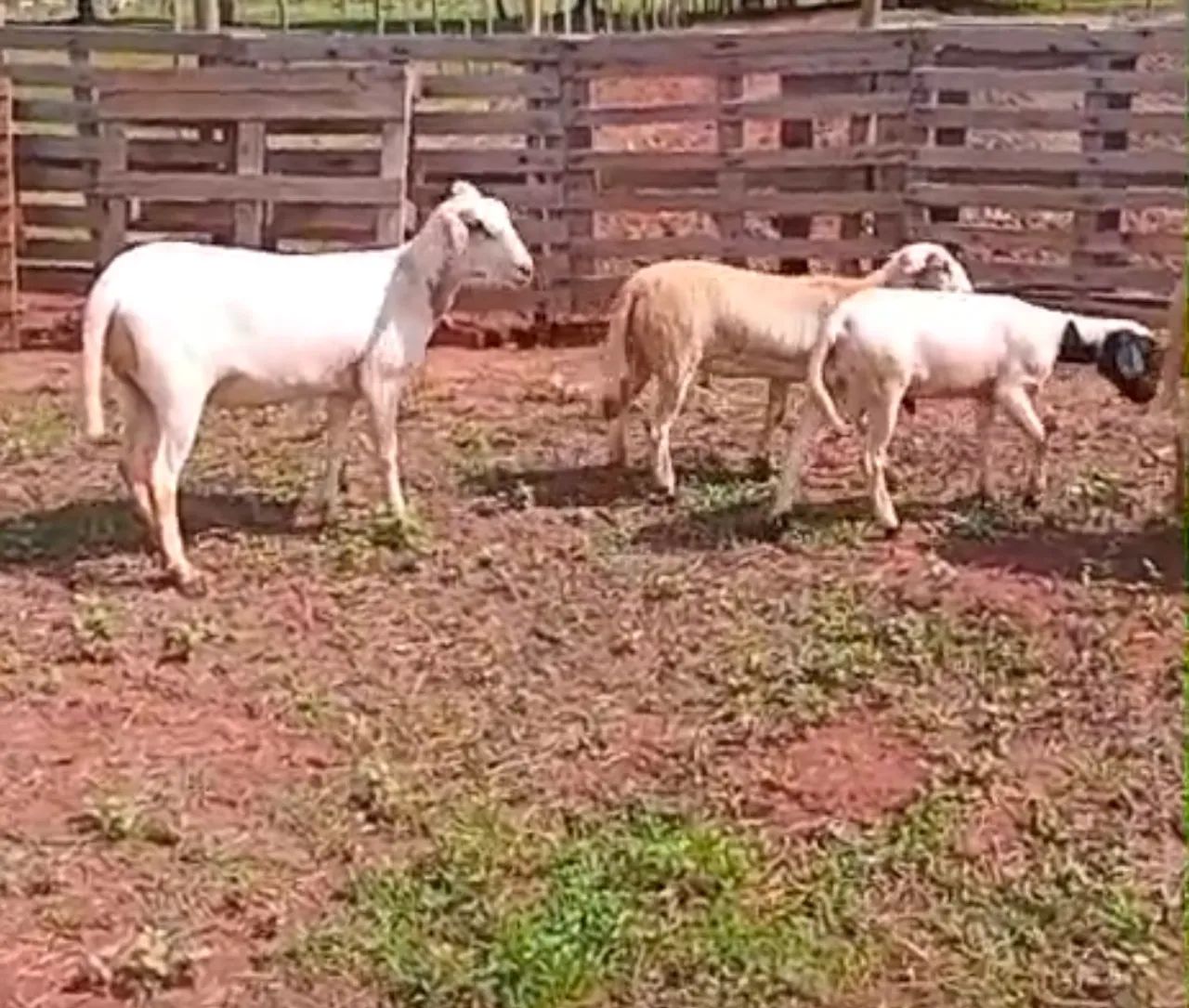 3 Cordeiros para venda - Foto 5