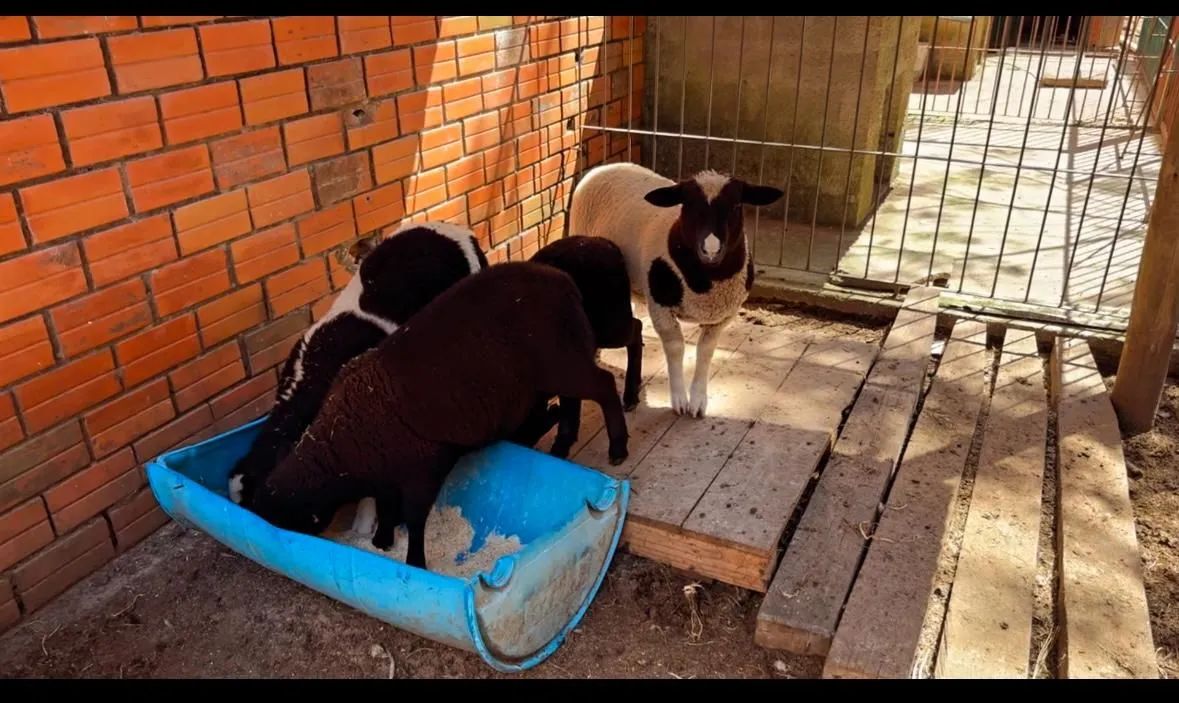 VENDO CORDEIROS TEXEL<br>