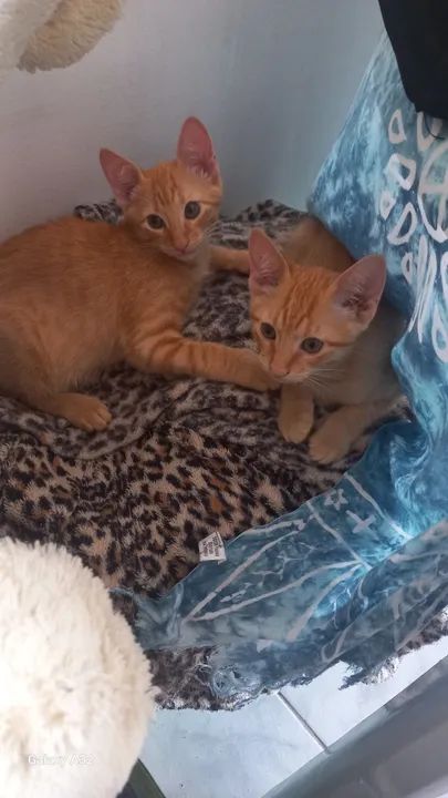 Gatinhos doação responsável.  - Foto 2