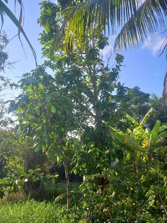 foto - Maceió - Pescaria