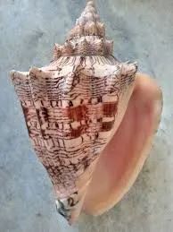 Concha do mar 