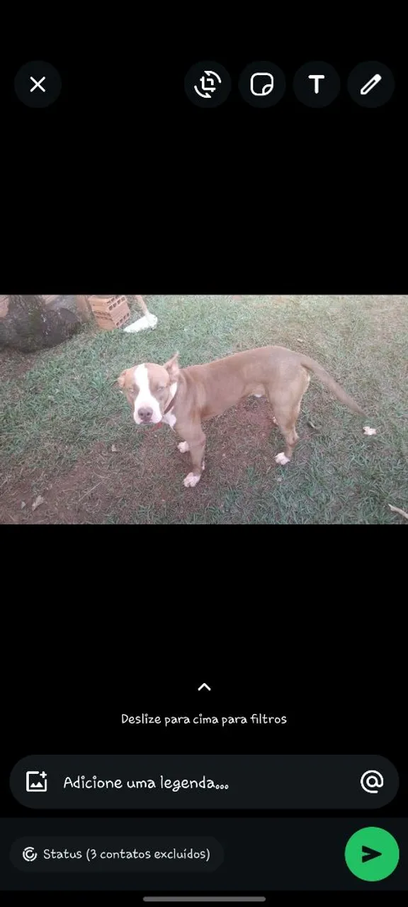 Pitbull para adoção
