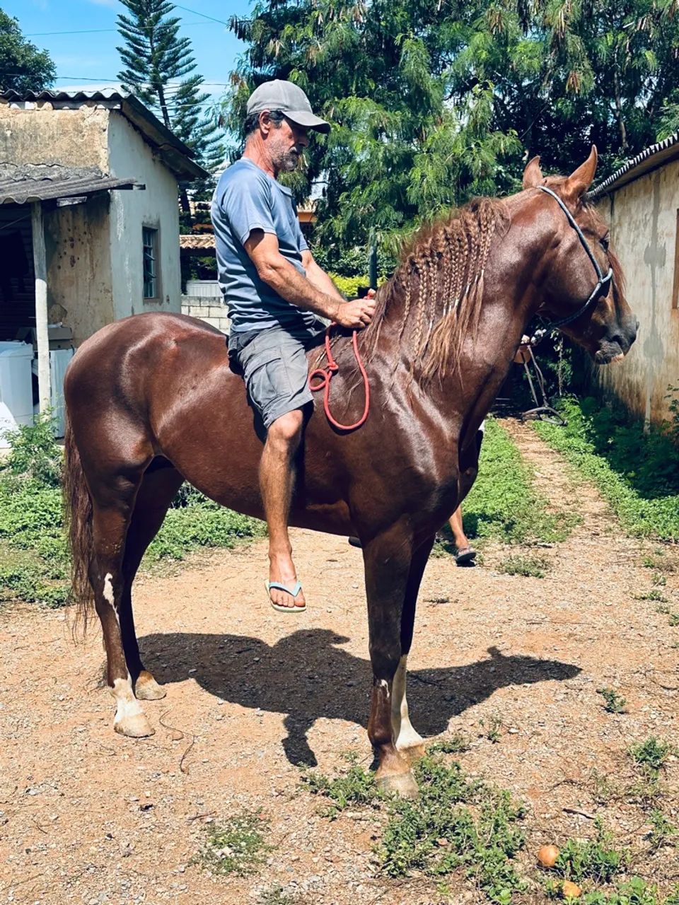 Mangalarga Marchador registrado LIRICO EF (Neto do famoso FATOR) - Foto 3